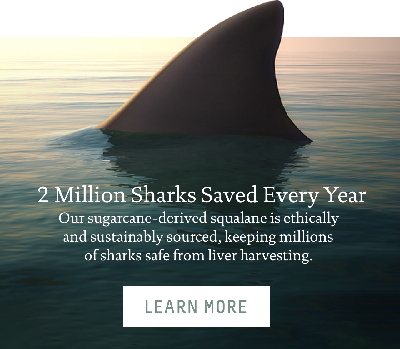 2 Million Sharks Saved Every Year
 Our sugarcane-derived squalane is ethically and sustainably sourced, keeping millions of sharks safe from liver harvesting.
 Learn More