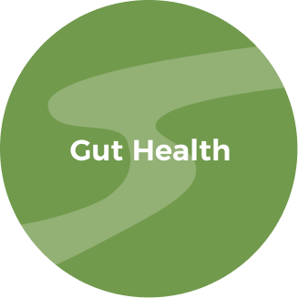 Gut Health 